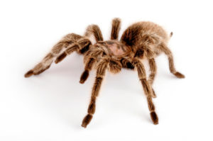 Chilean Rose Hair Tarantula (Grammostola rosea). One of the most docile of tarantulas. This is generally the first "pet" tarantula people look for when buying. It will strike and throw hair if provoked.