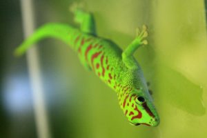 Gecko diurno (2)