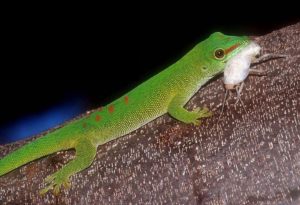 Gecko diurno comiendo bláptica