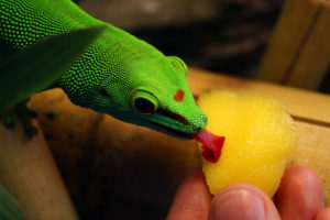 Gecko diurno comiendo fruta