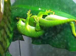 Gecko diurno copula