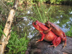 thomas-marent-tomato-frogs-in-amplexus-dyscophus-antongilii-maroantsetra-northeastern-madagascar