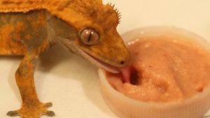 Gecko crestado-comiendo