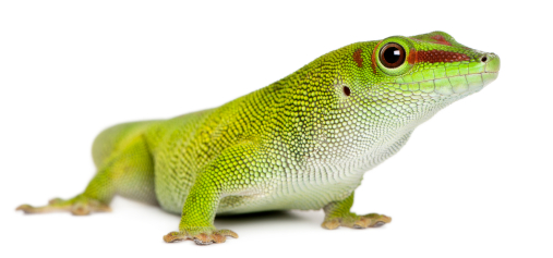 En este momento estás viendo Gecko diurno de Madagascar (Phelsuma madagascariensis grandis)