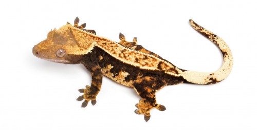 En este momento estás viendo Gecko crestado (Correlophus ciliatus)