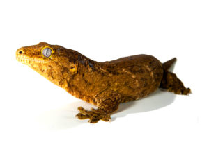 Lee más sobre el artículo Gecko gigante de Nueva Caledonia (Rhacodactylus leachianus)