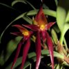 Bulbophyllum nymphopolitanum - Imagen 2