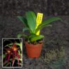 Bulbophyllum nymphopolitanum