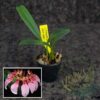 Cirrhopetalum eberhardtii