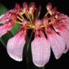 Cirrhopetalum eberhardtii - Imagen 2