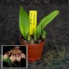 Cirrhopetalum rothschildianum x Han's Delight