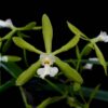 Encyclia asperula - Imagen 2