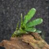 Neoregelia ampullacea tigrina - Imagen 2