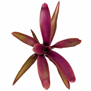 Neoregelia midas