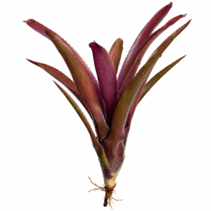 Neoregelia midas