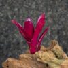 Neoregelia super fireball