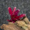 Neoregelia super fireball - Imagen 2