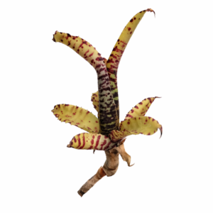 Neoregelia akeso