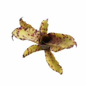 Neoregelia akeso