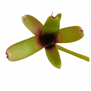 Neoregelia amandae