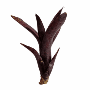 Neoregelia ampullacea purpurea