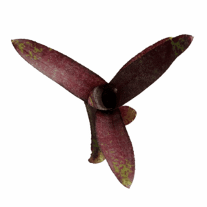 Neoregelia ampullacea purpurea