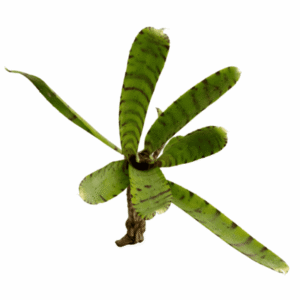 Neoregelia ampullacea tigrina