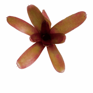 Neoregelia mephisto