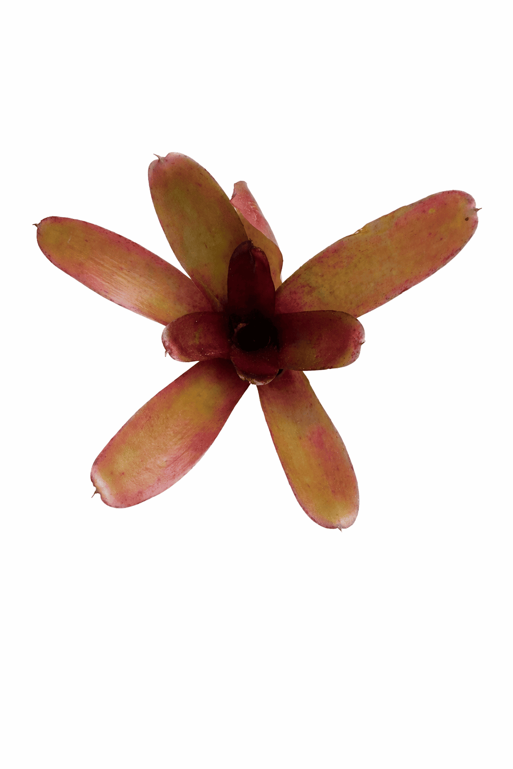 Neoregelia mephisto - Imagen 2