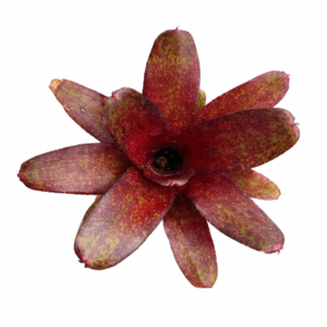 Neoregelia Red Waif