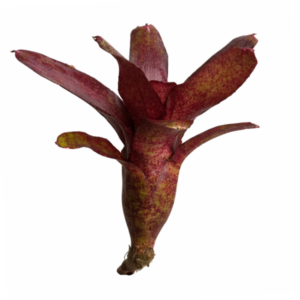 Neoregelia Red Waif