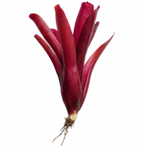 Neoregelia super fireball