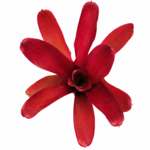 Neoregelia super fireball