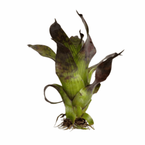 Vriesea gigantea nova