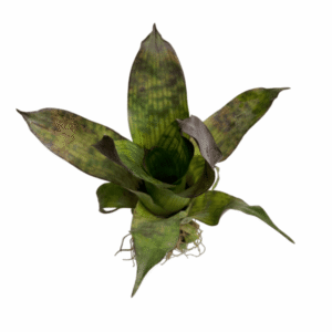 Vriesea gigantea nova