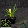 Encyclia asperula