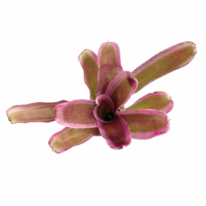 Neoregelia pink