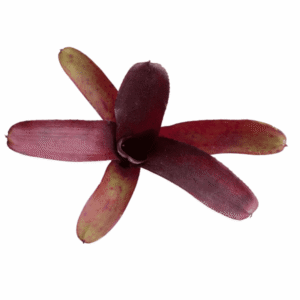 Neoregelia amazon
