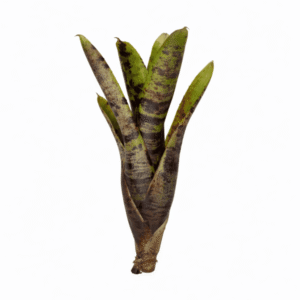 Neoregelia Java plum x babe