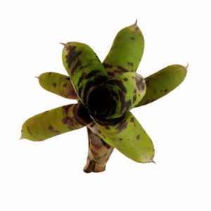 Neoregelia Java plum x babe