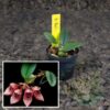 Bulbophyllum frostii