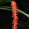 Dendrochilum wenzelii - Imagen 2