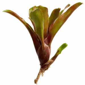 Neoregelia Hawaii