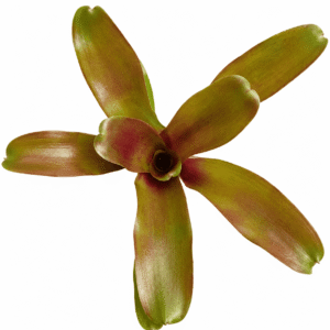 Neoregelia Hawaii