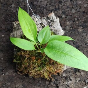 Anthurium gracile en bornizo