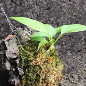 Anthurium gracile en bornizo