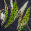 Begonia amphioxus - Imagen 2