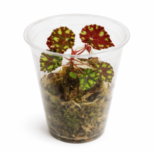 Begonia bowerae ‘Tiger’