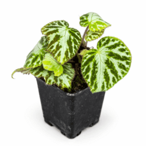 Begonia imperialis