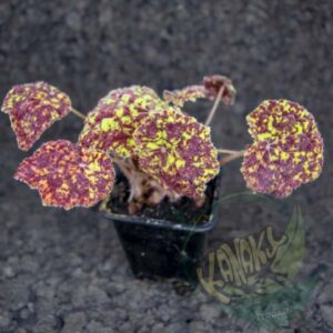 Begonia marmaduke